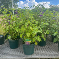 A potted plant with bright green leaves and long purple flowers, shown in a nursery or greenhouse setting on a metal grid table with other similar plants and a blue sky in the background.