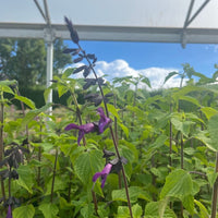 Purple flowers on tall stems among green leafy plants, photographed outdoors under a greenhouse or canopy structure with blue sky and clouds in the background.