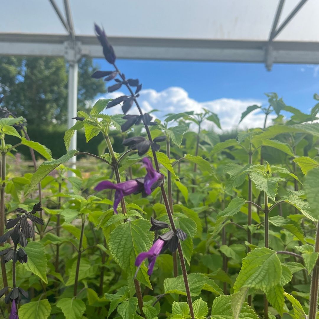 Purple flowers on tall stems among green leafy plants, photographed outdoors under a greenhouse or canopy structure with blue sky and clouds in the background.