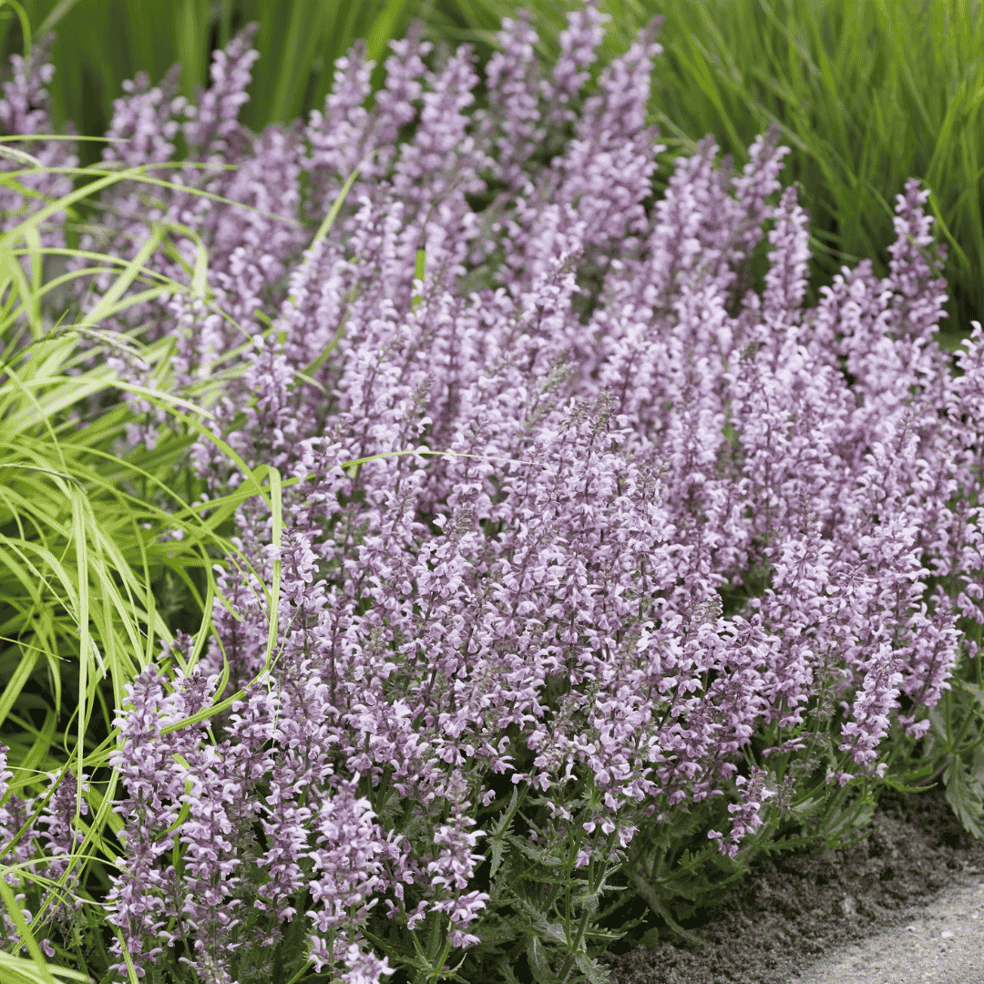 lovely pale pink salvia plant at front of border.