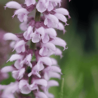 A close-up of a light purple lavender flower spike with fuzzy petals against a soft, blurred green background.