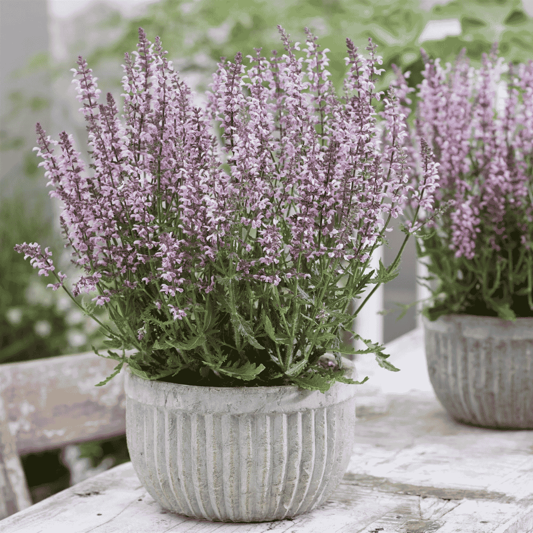 compact pale lilac pink salvia plant in pot