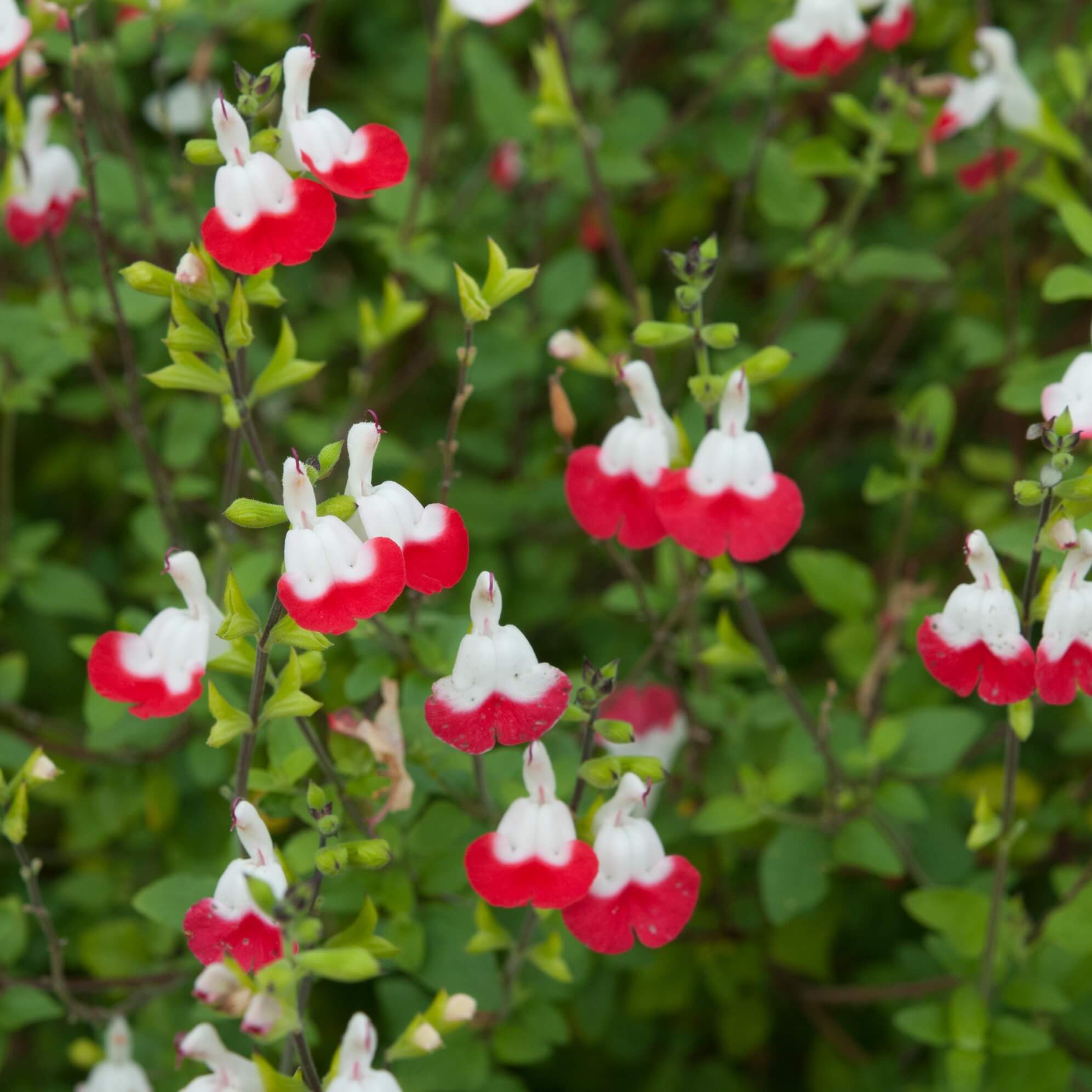 close up of salvia hot lips red and white bicolour blooms with green foliage