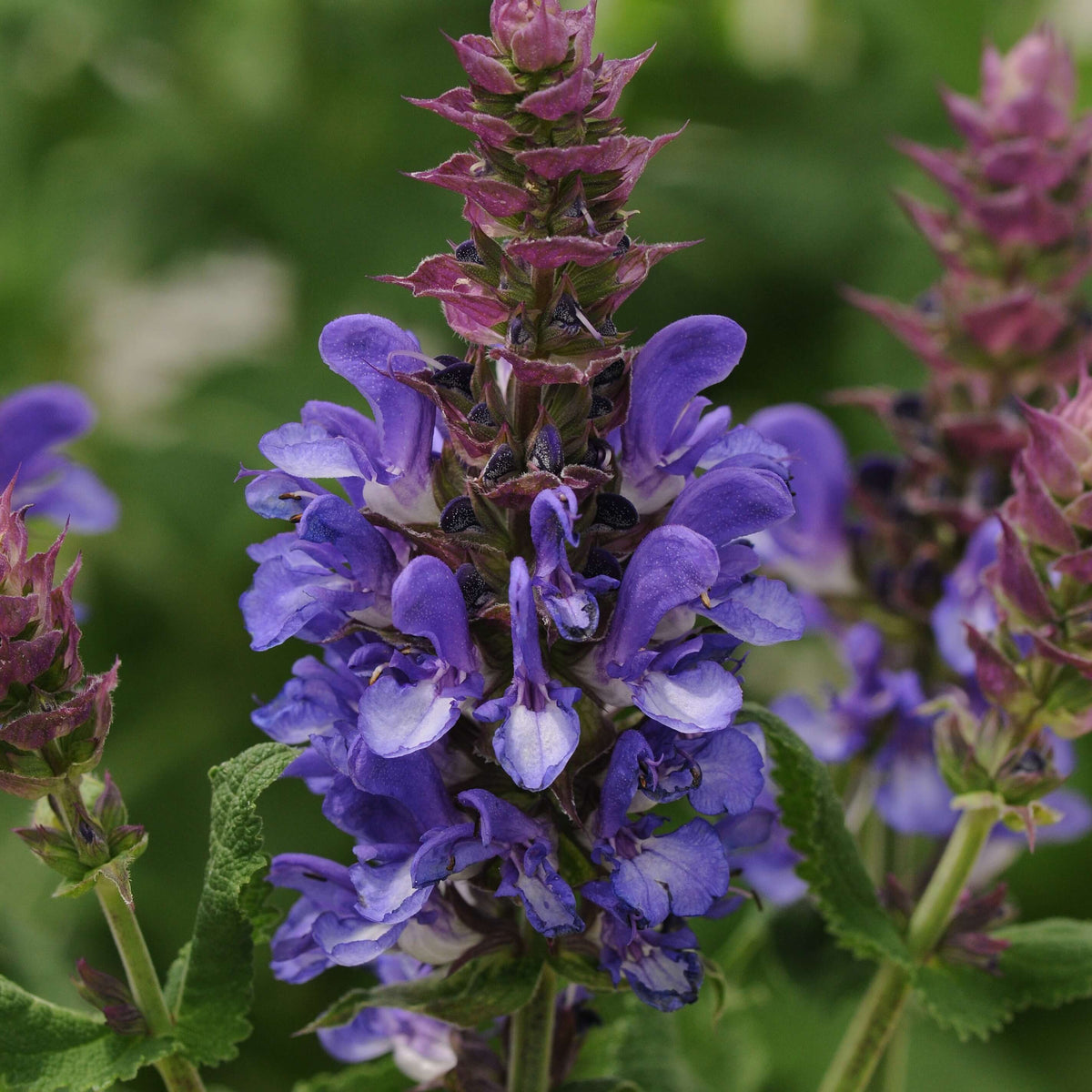 Close-up of purple/blue flowers with green leaves on a blurred green background