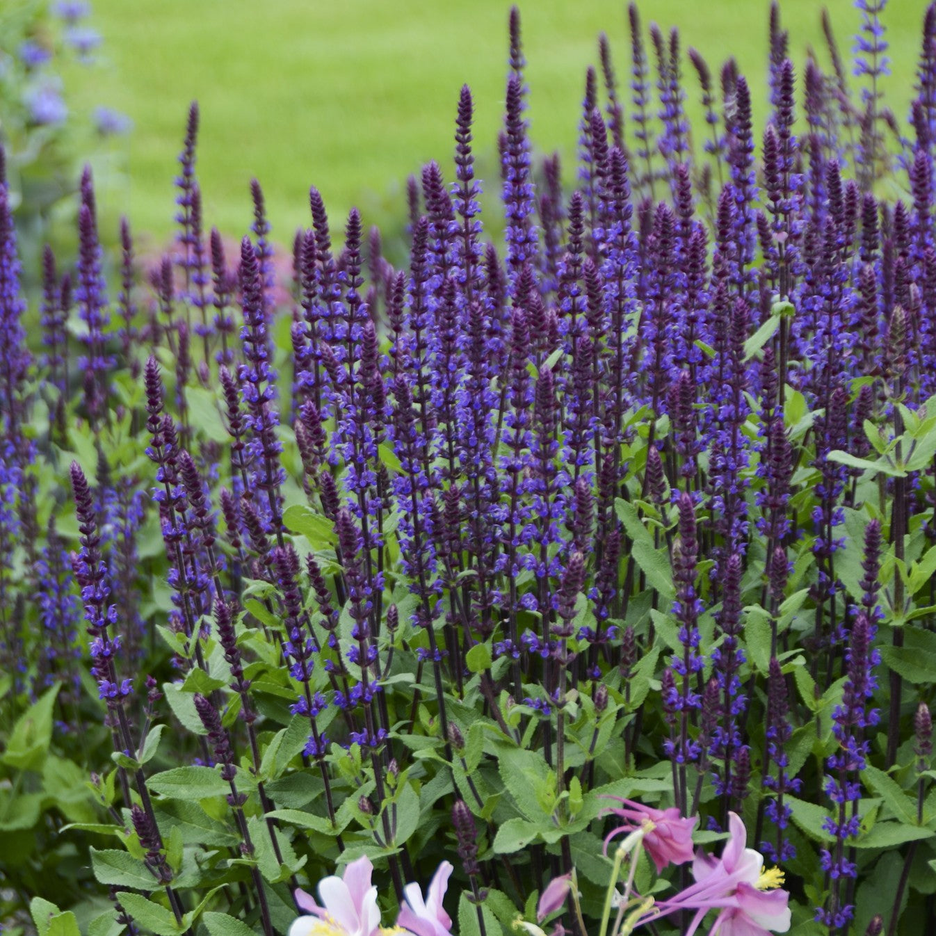 summer flowering perennial with purple flower spike like blooms with green foliage