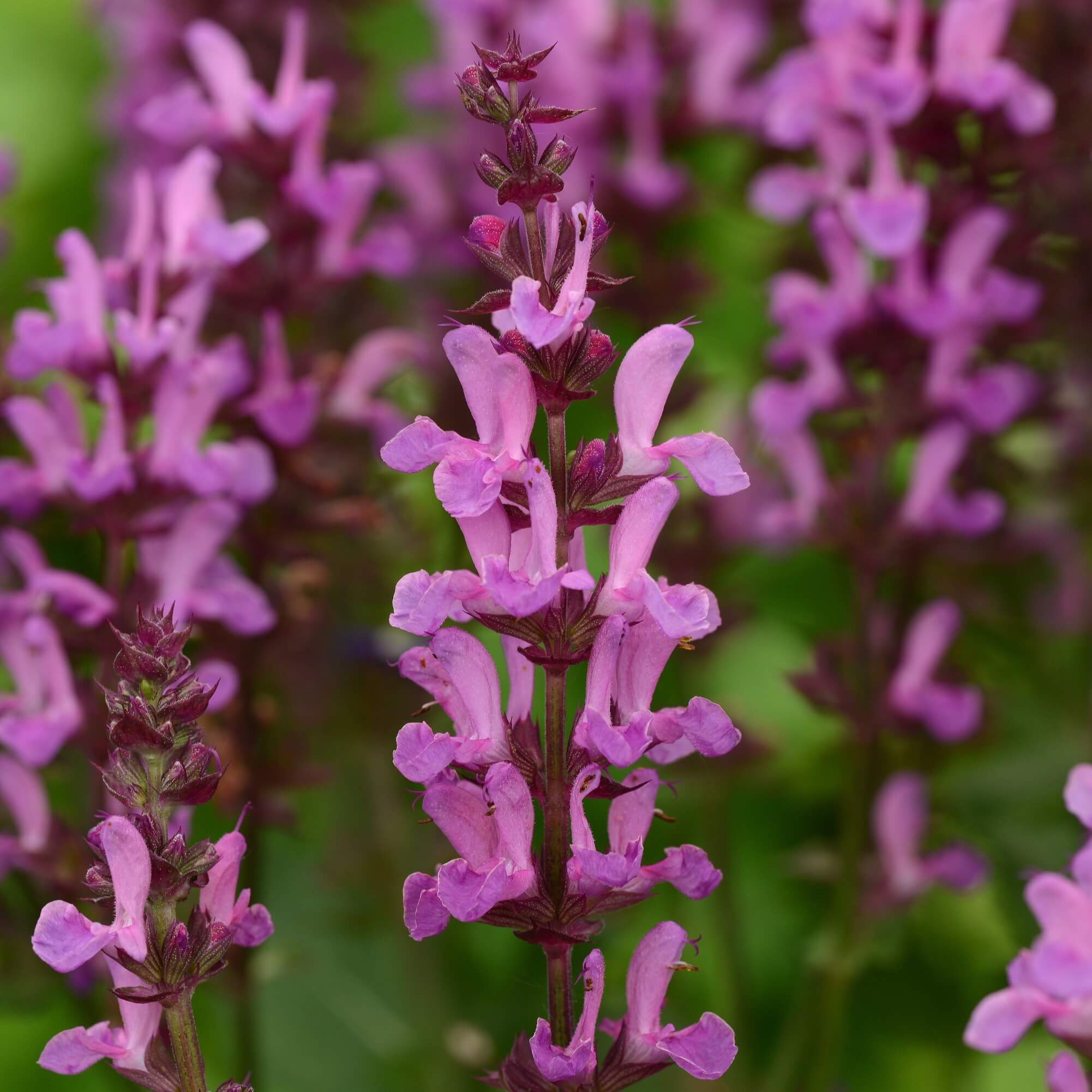 close up of pink perennial upright blooms