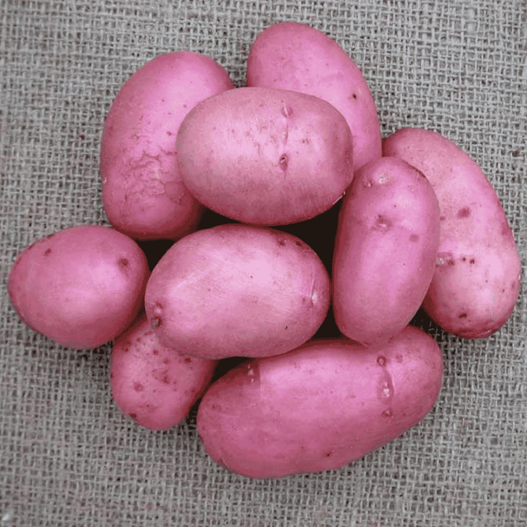 A pile of pinkish-red potatoes on a textured burlap background.