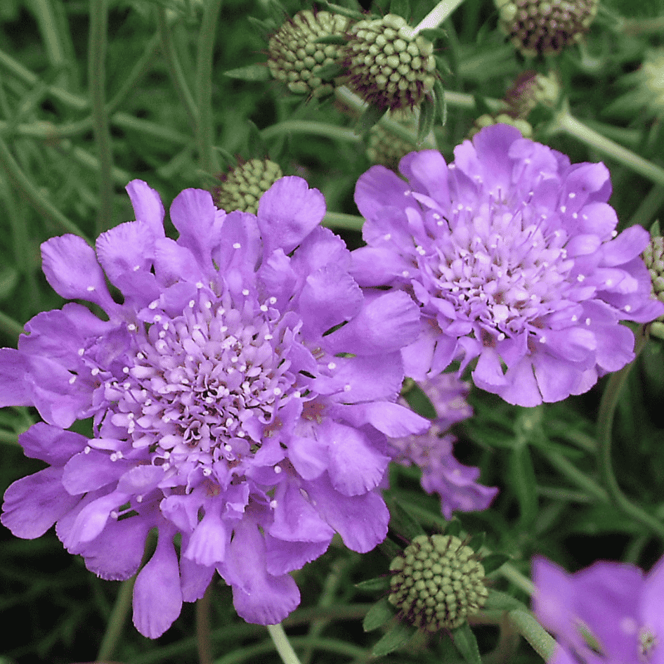 Close-up of soft lavender-blue pincushion flowers of Scabiosa ‘Butterfly Blue’ blooming above compact green foliage.