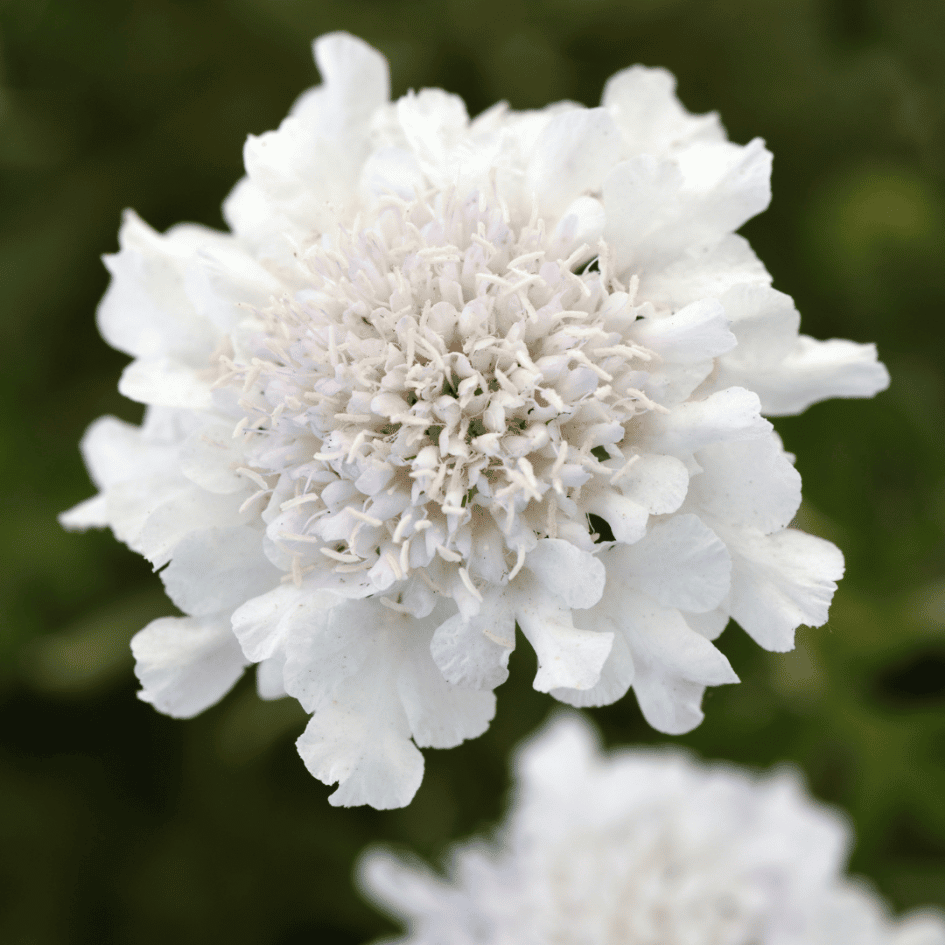 Close-up of pure white pincushion flowers of Scabiosa ‘Flutter Pure White’ blooming above compact grey-green foliage.