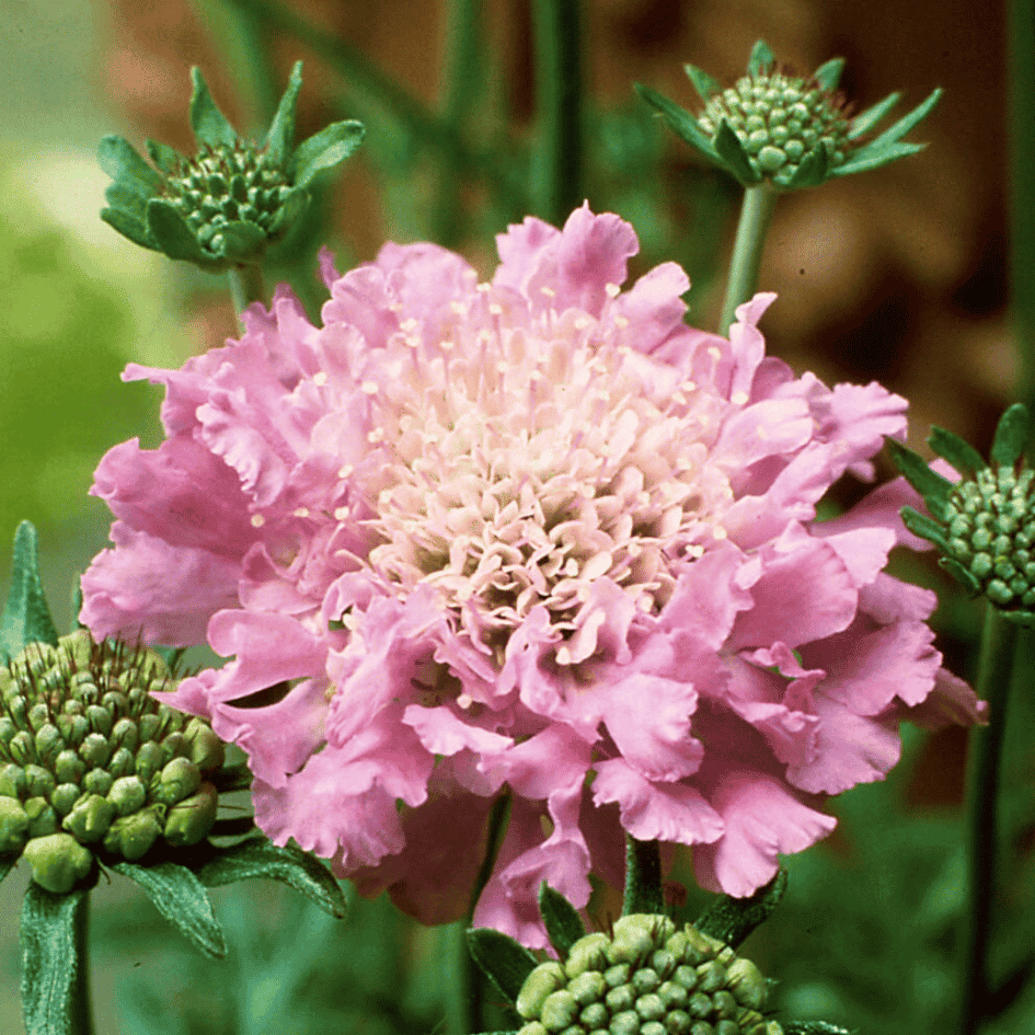 Close-up of soft pink pincushion flowers of Scabiosa ‘Pink Mist’ blooming above compact grey-green foliage.