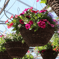 Mixed Summer Planted Hanging Basket