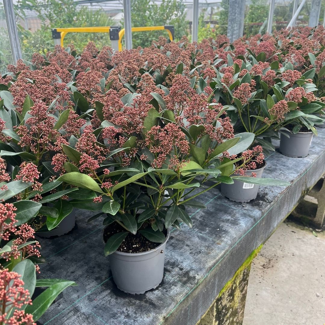 Lots of 3 litre skimma rubella's with evergreen glossy foliage and bright red flower buds in a greenhouse. 