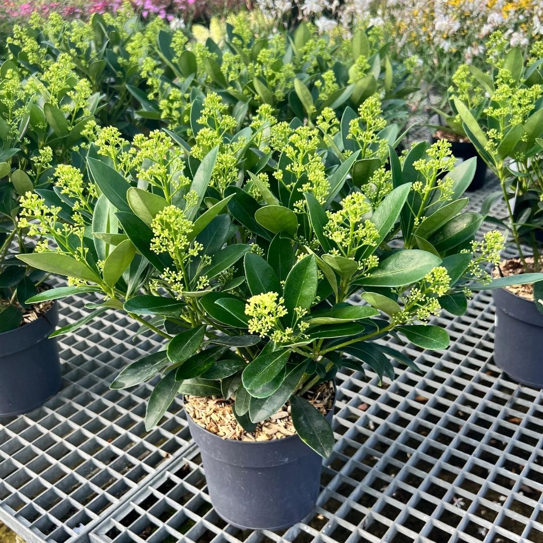 A potted green shrub with glossy oval leaves and clusters of small yellow-green flowers, shown in a nursery or garden center on a metal grid floor.