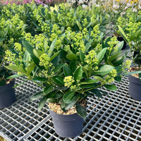 A potted green shrub with glossy oval leaves and clusters of small yellow-green flowers, shown in a nursery or garden center on a metal grid floor.