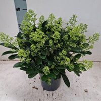 A potted green plant with glossy dark green leaves and numerous small light green flower clusters, shown in a dark gray pot against a plain off-white wall and floor.