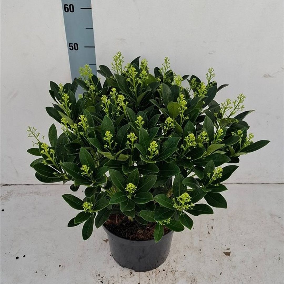 A potted green leafy plant with small light green flower buds in a black nursery pot, photographed against a plain light wall with a ruler visible behind it.