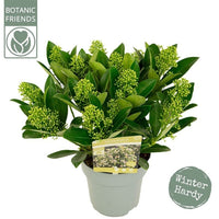 A potted winter hardy plant with glossy green leaves and clusters of small yellow-green flowers, shown in a light gray pot on a white background. 