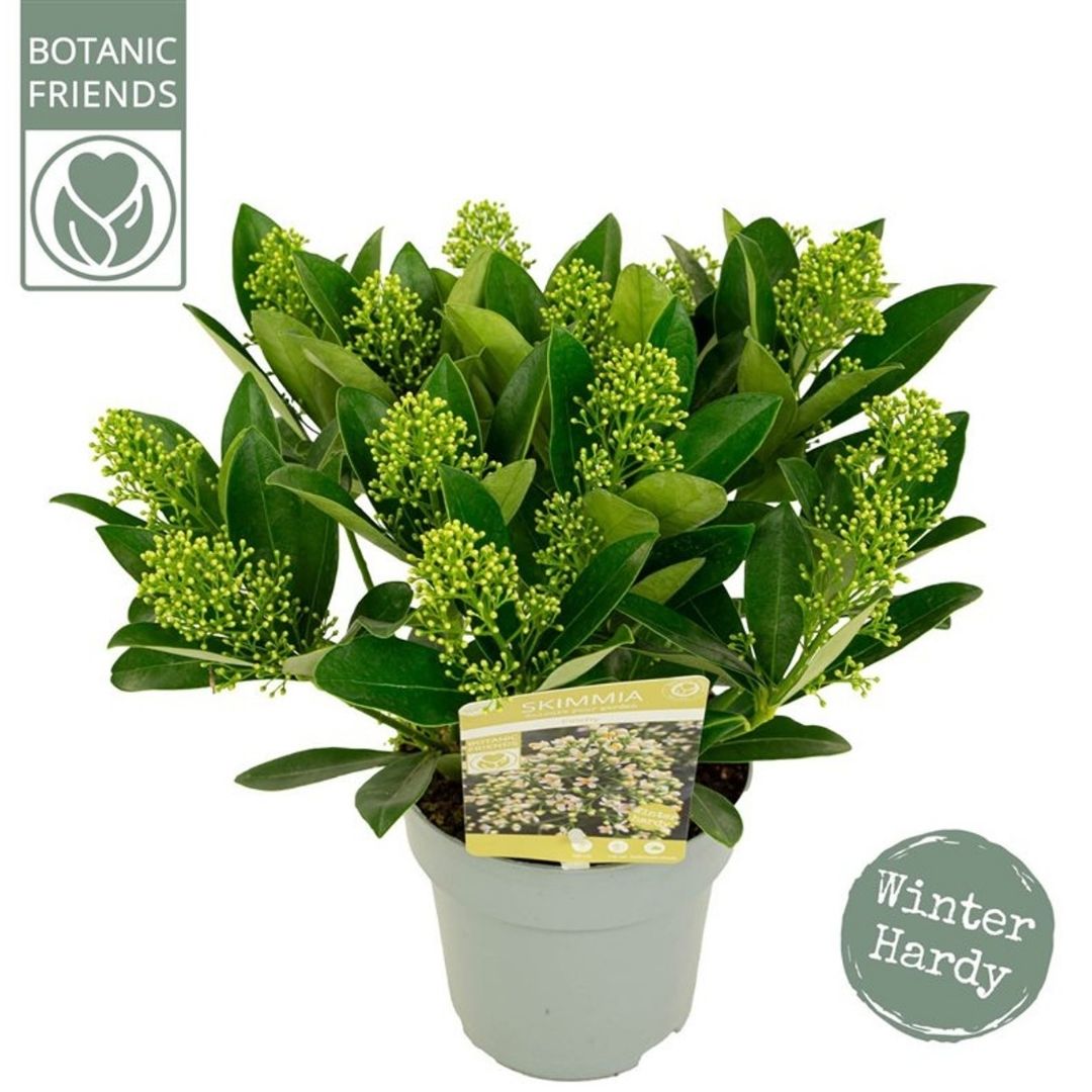 A potted winter hardy plant with glossy green leaves and clusters of small yellow-green flowers, shown in a light gray pot on a white background. 