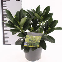 A potted Skimmia plant with dark green leaves and small yellow-green flowers, in a black nursery pot with a product tag, shown next to a height ruler on a white background.