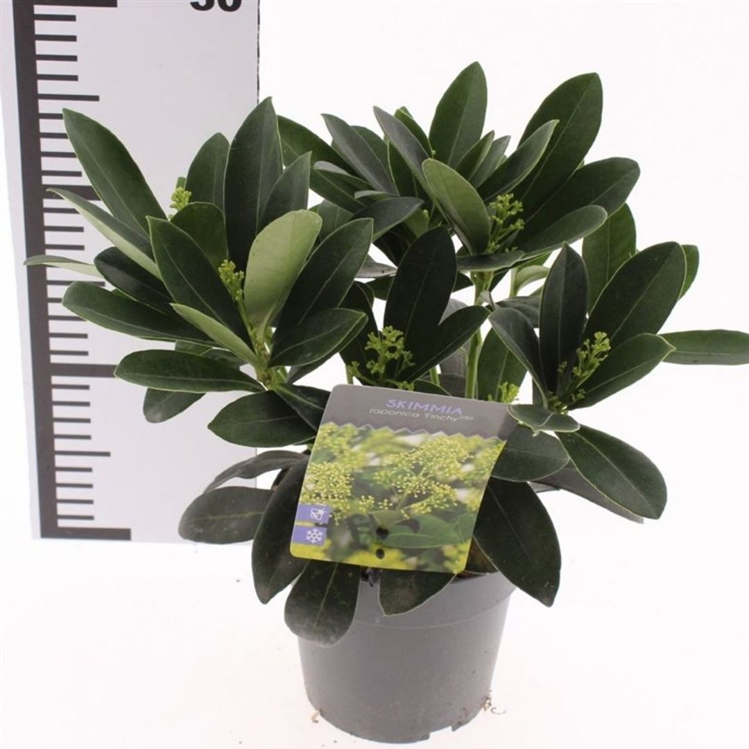 A potted Skimmia plant with dark green leaves and small yellow-green flowers, in a black nursery pot with a product tag, shown next to a height ruler on a white background.