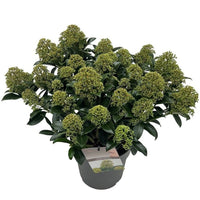 A potted evergreen shrub with dense clusters of small green-yellow flowers and glossy dark green leaves, shown in a dark gray nursery pot on a white background.