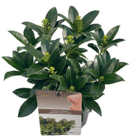 Evergreen glossy green potted shrub with light green flower buds