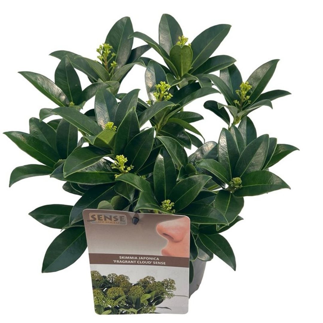 Evergreen glossy green potted shrub with light green flower buds
