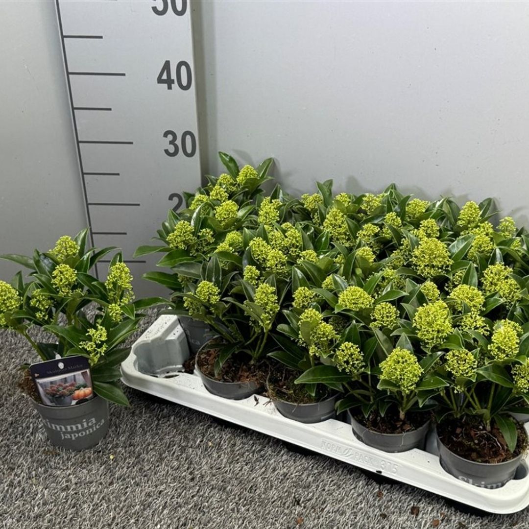 Small evergreen shrubs with pale gree fower buds next to a ruler.