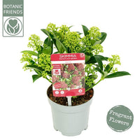 A potted Skimmia 'Marlot' plant with green leaves and small yellow-green fragrant flowers, in a white plastic nursery pot with a red and white product label. The image includes a 'Botanic Friends' logo in the top-left corner and a 'Fragrant Flowers' badge in the bottom-right corner, all on a solid white background.