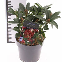 Skimmia japonica ‘Rubella’