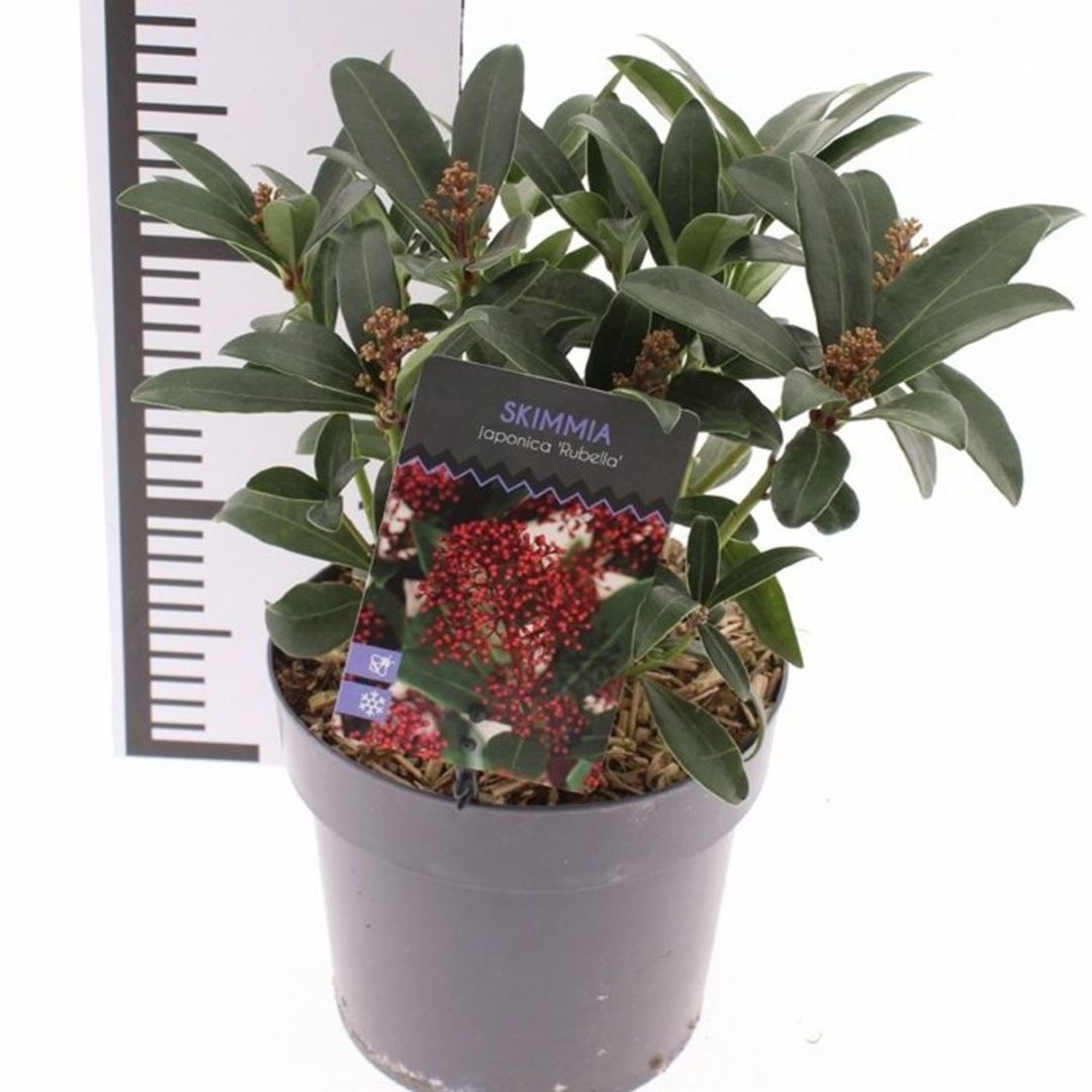 Skimmia japonica ‘Rubella’