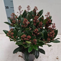 Skimmia japonica ‘Rubella’