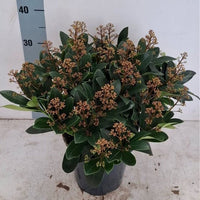 Skimmia japonica ‘Rubella’