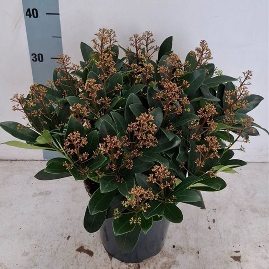 Skimmia japonica ‘Rubella’