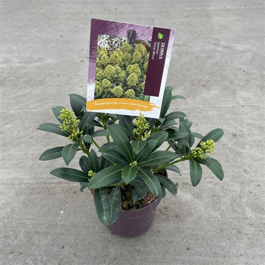 Evergreen shrub with with pale green flower buds