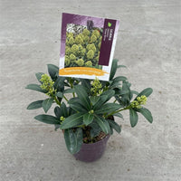 Evergreen shrub with with pale green flower buds