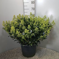 A potted skimmia with dense clusters of small yellow-green buds, in a black plastic pot on a textured rug with a height marker in the background.