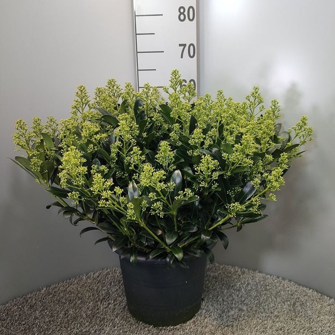 A potted skimmia with dense clusters of small yellow-green buds, in a black plastic pot on a textured rug with a height marker in the background.