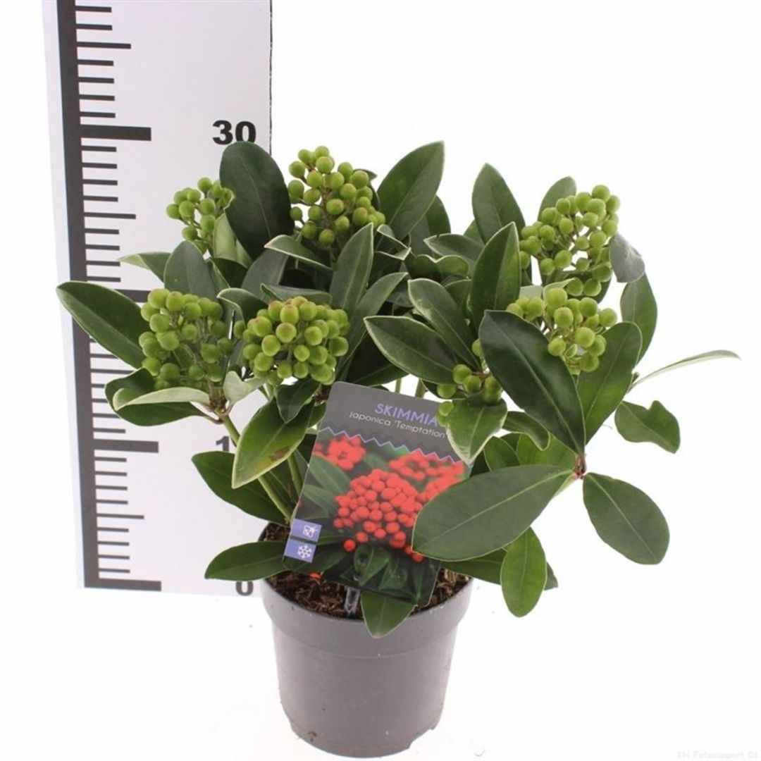 A potted Skimmia temptation plant with glossy green leaves and clusters of small green berries, shown in a gray plastic pot next to a white ruler for scale on a white background.