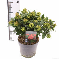 A potted Skimmia plant with green leaves and clusters of small green buds, shown in a gray plastic nursery pot with a product tag. A height ruler is visible on the left side against a white background.