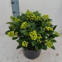evergreen glossy shrub with green berries