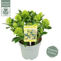 A potted Skimmia plant with green leaves and clusters of small yellow-green fragrant flowers, shown in a light gray nursery pot on a white background. A product tag is visible in the center, with a 'Botanic Friends' logo in the top-left and a 'Fragrant Flowers' badge in the bottom-right.