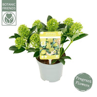 evergreen glossy plant with pale green buds