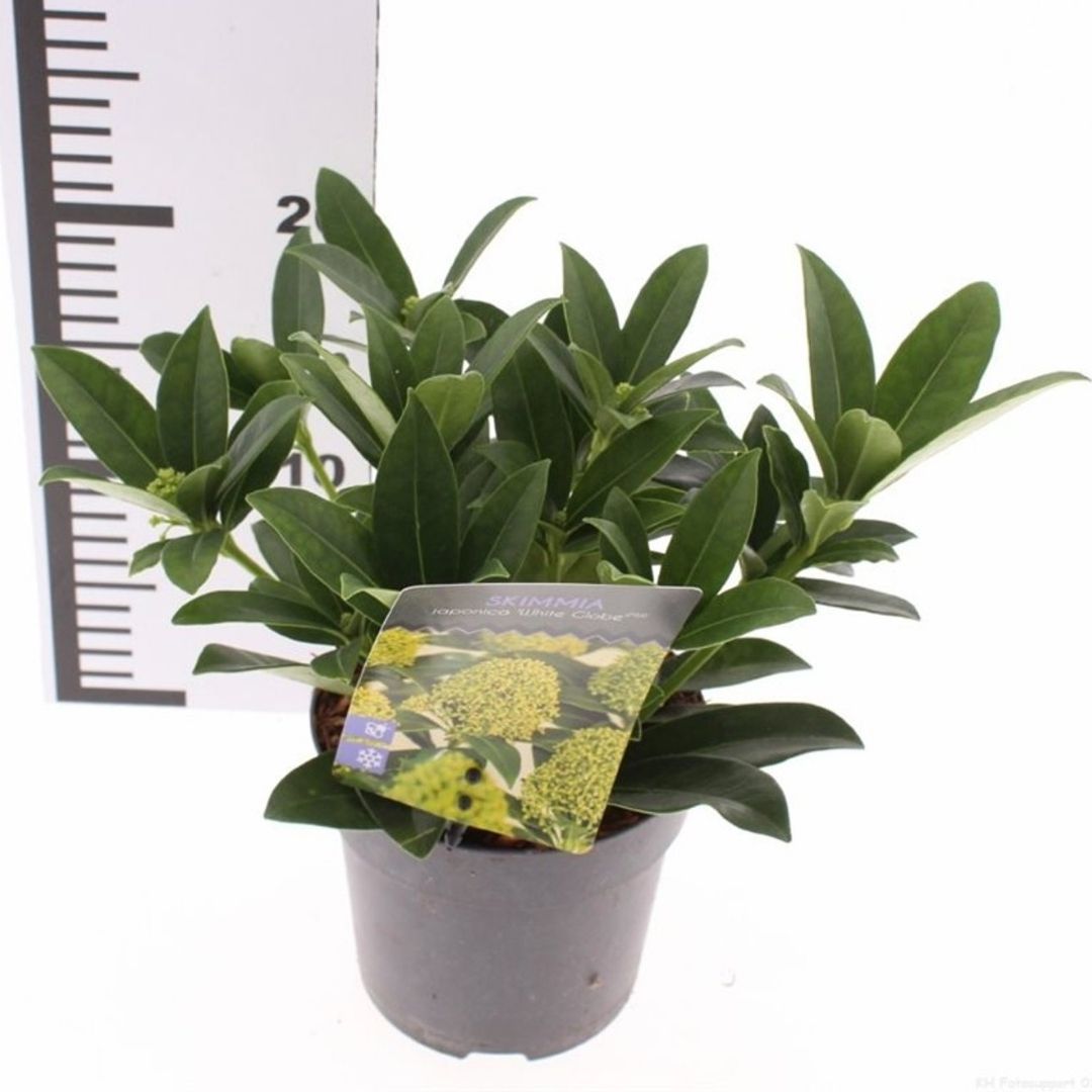 glossy evergreen shrub in grey nursery pot in front of ruler