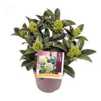 A potted skimmia jap. white globe with glossy evergreen foliage autumn green buts and fragrant spring flowers