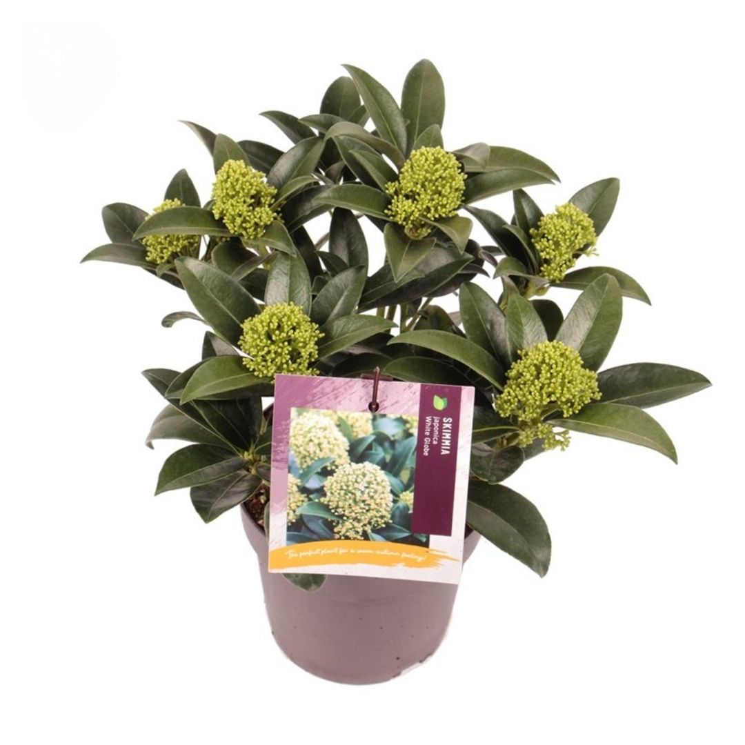A potted skimmia jap. white globe with glossy evergreen foliage autumn green buts and fragrant spring flowers