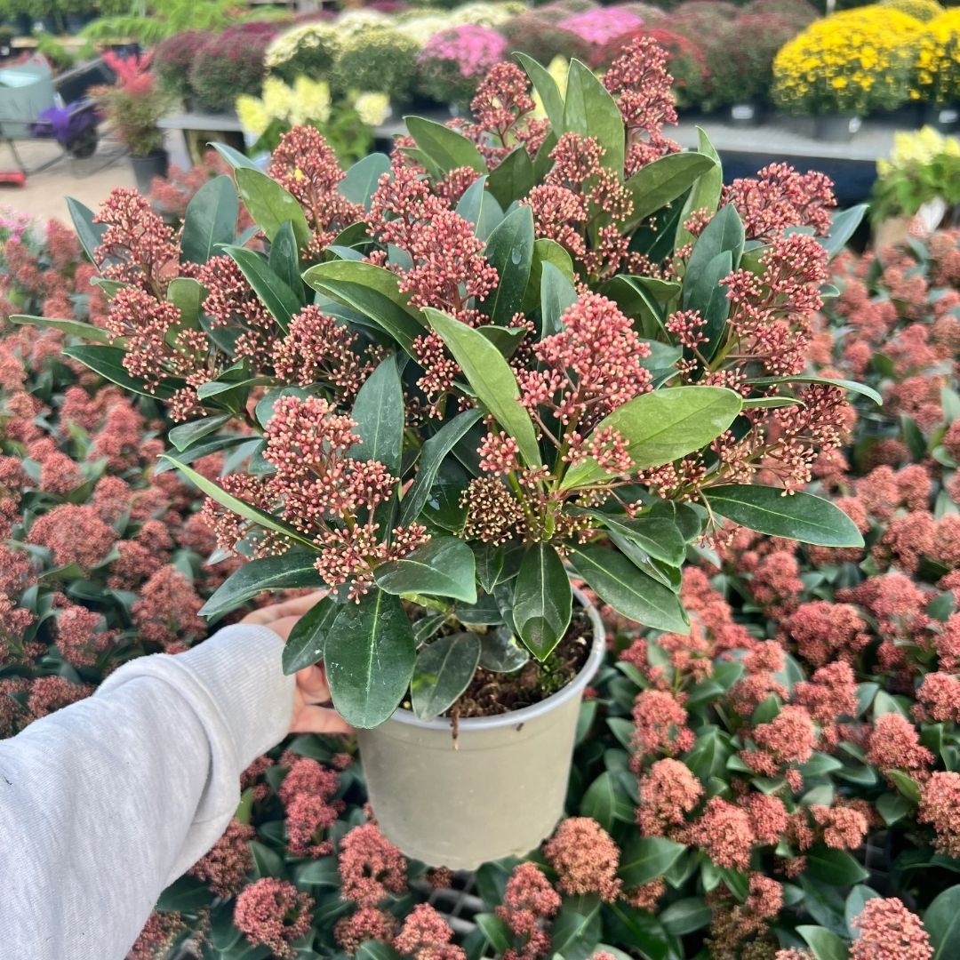 Skimmia japonica ‘Rubella’