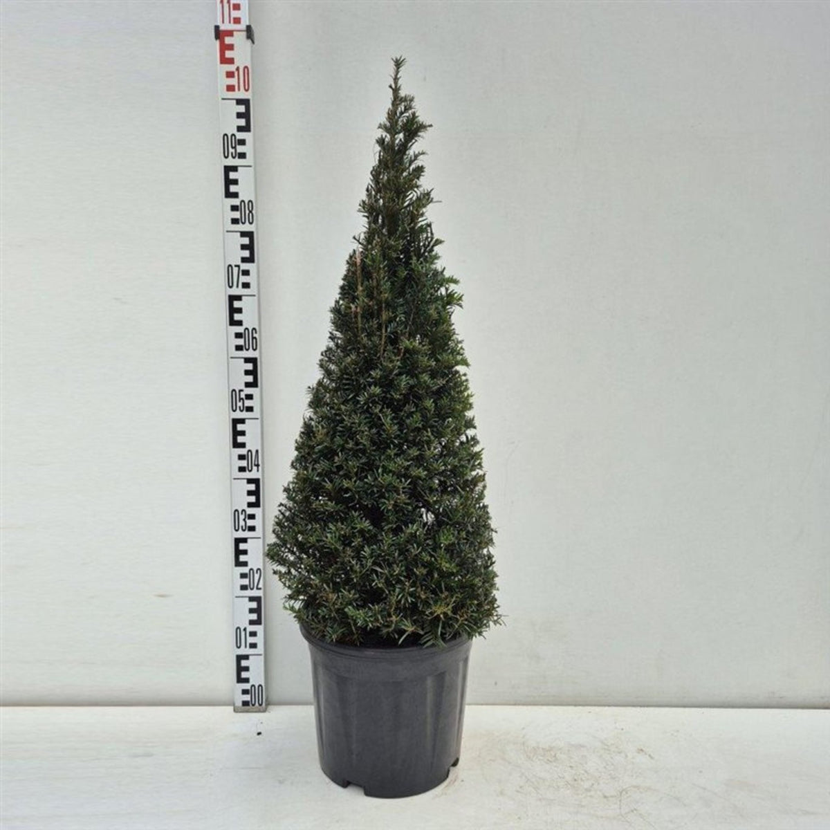 Taxus baccata Cone topiary with dense dark green evergreen foliage clipped into a traditional cone shape.
