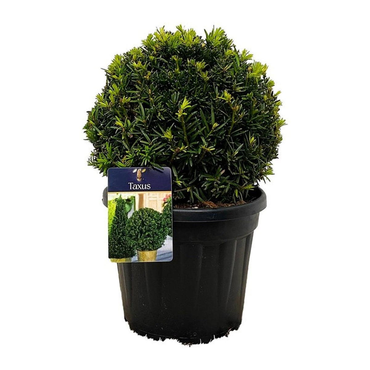 Taxus baccata Ball topiary with dense dark green evergreen foliage clipped into a neat spherical shape.