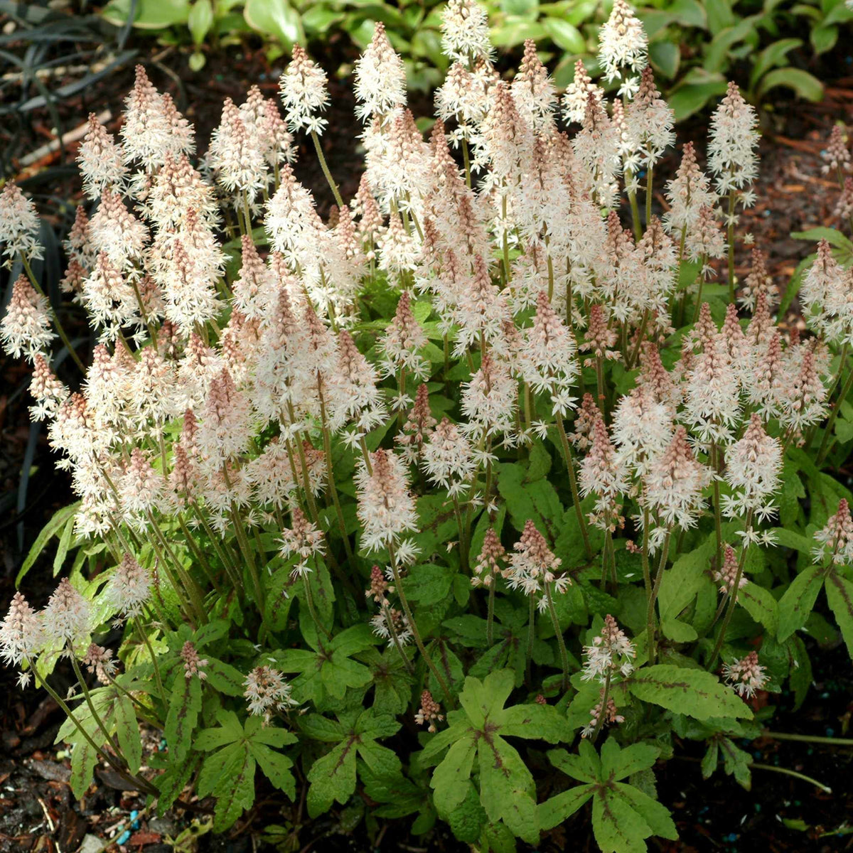 Close-up of delicate white star-shaped flowers of Tiarella ‘Spring Symphony’ above deeply lobed green foliage.